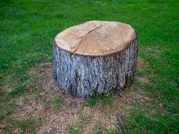 Best Storm Damage Tree Cleanup  in Prieton, NC