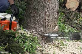 Best Firewood Processing and Delivery  in Prieton, NC