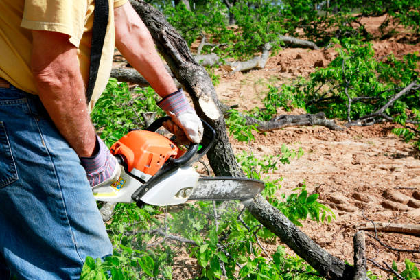 Professional Tree Removal in Princeton, NC
